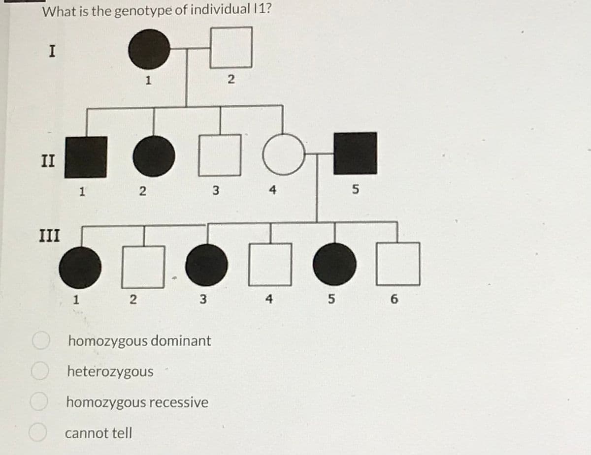 What is the genotype of individual 11?
I
II
III
1
1
2
2
cannot tell
3
homozygous dominant
heterozygous
homozygous recessive
3
2
4
5
5 6
