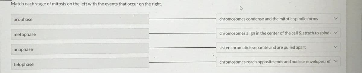 ### Stages of Mitosis

**Match each stage of mitosis on the left with the events that occur on the right.**

#### Stages and Events:

1. **Prophase** 
   - Chromosomes condense and the mitotic spindle forms.
   
2. **Metaphase** 
   - Chromosomes align in the center of the cell & attach to spindle.
   
3. **Anaphase** 
   - Sister chromatids separate and are pulled apart.
   
4. **Telophase** 
   - Chromosomes reach opposite ends and nuclear envelopes reform.

This diagram shows the key stages of mitosis and the corresponding events that take place during each stage. Mitosis is a process of cell division that results in two genetically identical daughter cells. Each stage of mitosis is characterized by specific cellular events that ensure proper chromosome separation and cell division.