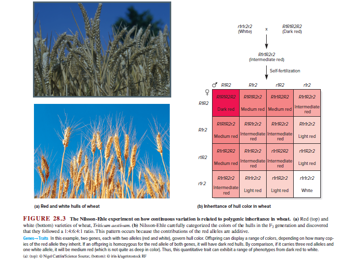 rfrfr2r2
(White)
RIRIRZR2
х
(Dark red)
RirtR2r2
(Intermediate red)
Self-fertilization
RIR2
R1:2
rIR2
rir2
RIRIRZR2
RIRIRZ12
RirIR2R2
RirIR2r2
RIR2
Intermediate
red
Dark red
Medium red Medium red
RIRIR212
RIRIr2r2
RirIR2r2
Rirtr2r2
Rir2
Intermediate Intermediate
red
Medlum red
Light red
red
RirIRZR2
RirIRZr2
rfrfRZR2
rfrIR2r2
rMR2
Intermediate Intermediate
red
Medlum red
Light red
red
RirIR2r2
Rirtr2r2
rirMR2r2
rfrtr2r2
rir2
Intermediate
red
Light red
Light red
White
(a) Red and white hulls of wheat
(b) Inheritance of hull color in wheat
FIGURE 28.3 The Nilsson-Ehle experiment on how continuous variation is rekated to polygenic inheritance in wheat. (a) Red (top) and
white (bottom) varieties of wheat, Triricum aestivum. (b) Nilsson-Ehle carefully categorized the colors of the hulls in the F2 generation and discovered
that they followed a 1:4:6:4:1 ratio. This pattern occurs because the contributions of the red alkles are additive.
Genes-Tralts In this example, two genes, each with two alleles (red and white), govern hull color. Offspring can display a range of colors, depending on how many cop-
ies of the red allele they inherit. If an offspring is homozygous for the red allele of both genes, it will have dark red hulls. By comparison, if it carries three red alleles and
one white allele, it will be medium red (which is not quite as deep in color). Thus, this quantitative trait can exhibit a range of phenotypes from dark red to white.
(a): (top): O Nigel Cattlin/Science Source; (bottom): O irin-k/agetotostock RF
