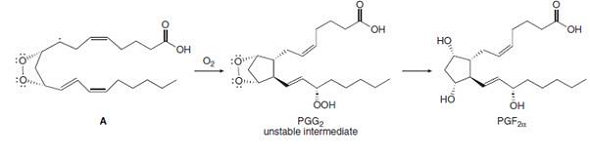 он
но
Он
OOH
но
Он
unstable intermediate
PGG2
PGF2a
