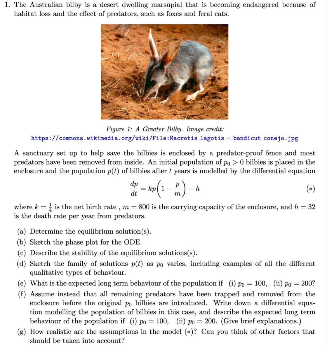 1. The Australian bilby is a desert dwelling marsupial that is becoming endangered because of
habitat loss and the effect of predators, such as foxes and feral cats.
Figure 1: A Greater Bilby. Image credit:
https://commons.wikimedia.org/wiki/File: Macrotis lagotis_-_bandicut_conejo.jpg
A sanctuary set up to help save the bilbies is enclosed by a predator-proof fence and most
predators have been removed from inside. An initial population of po> 0 bilbies is placed in the
enclosure and the population p(t) of bilbies after t years is modelled by the differential equation
(*)
where k = is the net birth rate, m = 800 is the carrying capacity of the enclosure, and h = 32
is the death rate per year from predators.
dp =
dt
kp(1-P) -
- h
(a) Determine the equilibrium solution(s).
(b) Sketch the phase plot for the ODE.
(c) Describe the stability of the equilibrium solutions(s).
(d) Sketch the family of solutions p(t) as po varies, including examples of all the different
qualitative types of behaviour.
(e) What is the expected long term behaviour of the population if (i) po = 100, (ii) po 200?
(f) Assume instead that all remaining predators have been trapped and removed from the
enclosure before the original po bilbies are introduced. Write down a differential equa-
tion modelling the population of bilbies in this case, and describe the expected long term
behaviour of the population if (i) po = 100, (ii) po = 200. (Give brief explanations.)
(g) How realistic are the assumptions in the model (*)? Can you think of other factors that
should be taken into account?