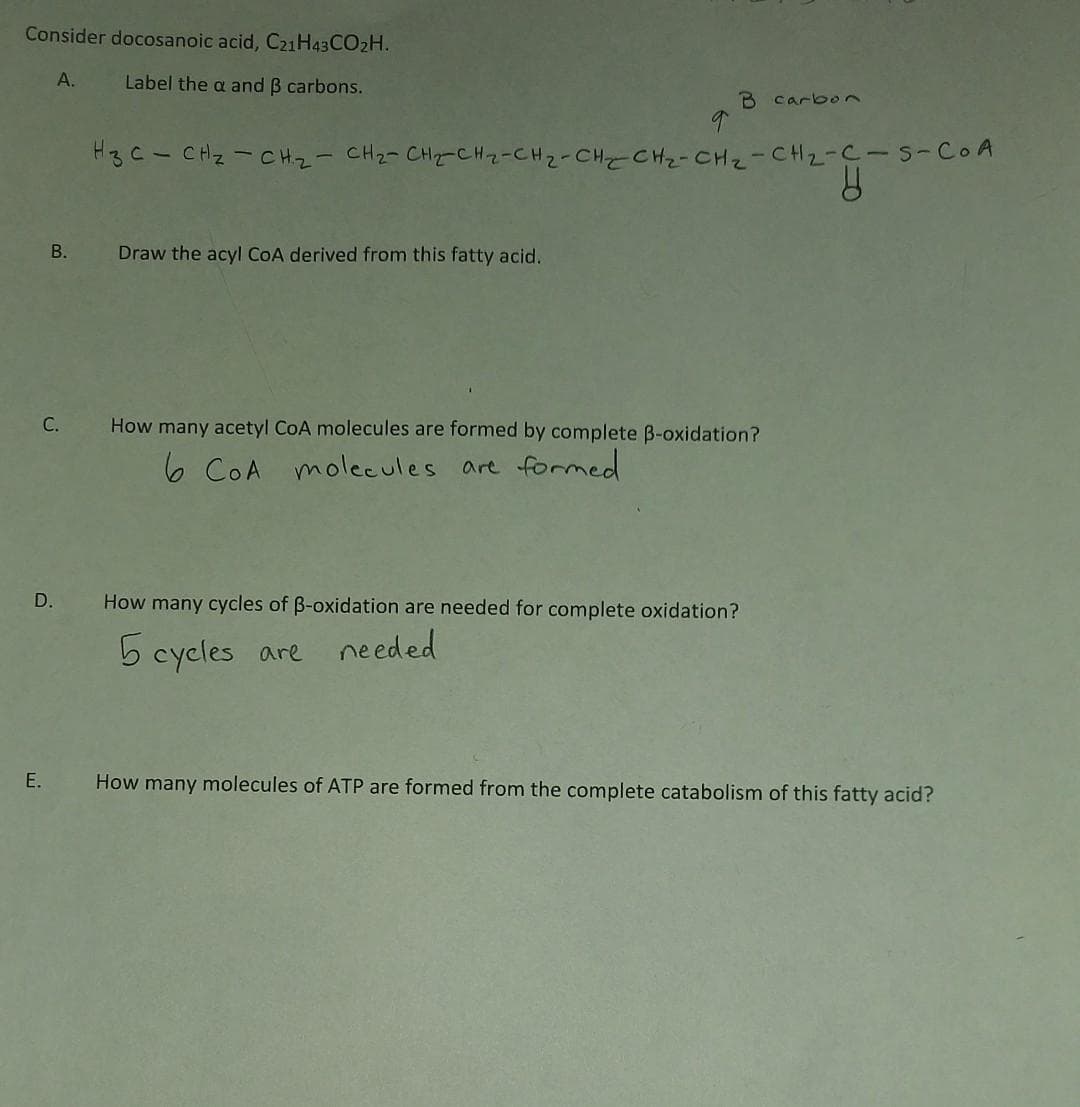 Consider docosanoic acid, C21H43CO2H.
A.
Label the a and 3 carbons.
B.
E.
C.
D.
B carbon
H3 C- CH₂ - CH₂ - CH₂ - CH₂-CH ₂ -CH ₂ -CH₂CH₂-CH ₂ -CH₂-C-S-COA
y
Draw the acyl CoA derived from this fatty acid.
How many acetyl CoA molecules are formed by complete B-oxidation?
6 CoA molecules are formed
How many cycles of B-oxidation are needed for complete oxidation?
5 cycles are
needed
How many molecules of ATP are formed from the complete catabolism of this fatty acid?
