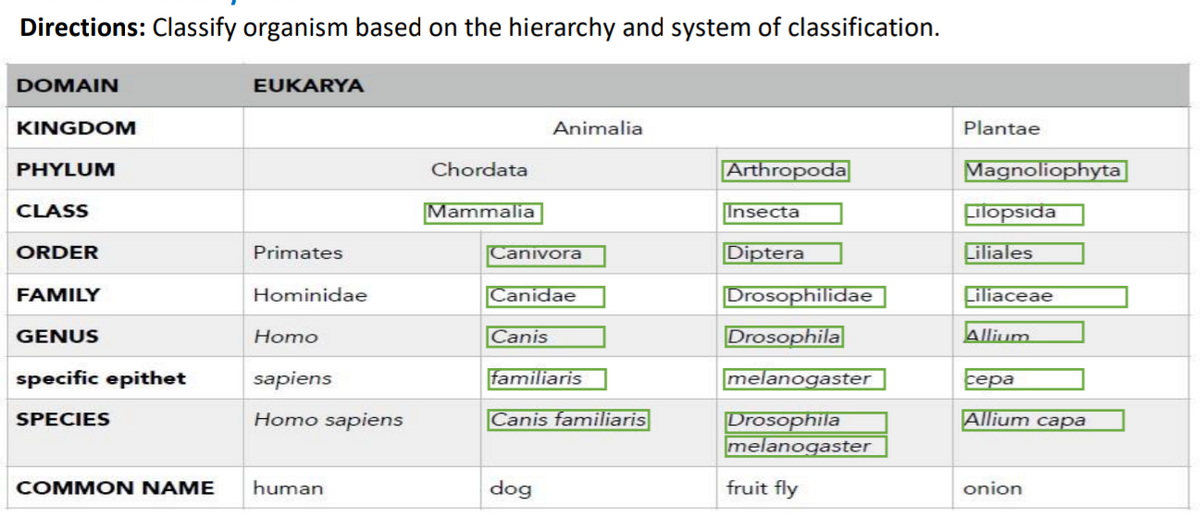 Directions: Classify organism based on the hierarchy and system of classification.
DOMAIN
EUKARYA
KINGDOM
Animalia
Plantae
PHYLUM
Chordata
Arthropoda
Magnoliophyta
CLASS
Mammalia
Insecta
Filopsida
ORDER
Primates
Canivora
Diptera
Liliales
FAMILY
Hominidae
Canidae
Drosophilidae
Filiaceae
GENUS
Homo
Canis
Drosophila
Allium
specific epithet
sapiens
familiaris
melanogaster
сера
Homo sapiens
Canis familiaris
Allium capa
Drosophila
melanogaster
SPECIES
COMMON NAME
human
dog
fruit fly
onion
