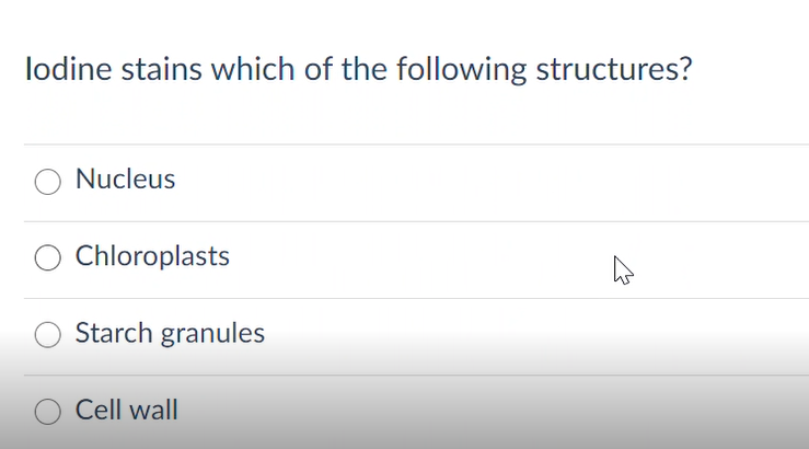 lodine stains which of the following structures?
Nucleus
O Chloroplasts
Starch granules
Cell wall
