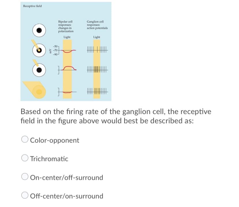 Receptive field
Bipolar cell
responses:
changes in
polarization
Ganglion cell
responses:
action potentials
Light
Light
Based on the firing rate of the ganglion cell, the receptive
field in the figure above would best be described as:
Color-opponent
Trichromatic
On-center/off-surround
Off-center/on-surround
