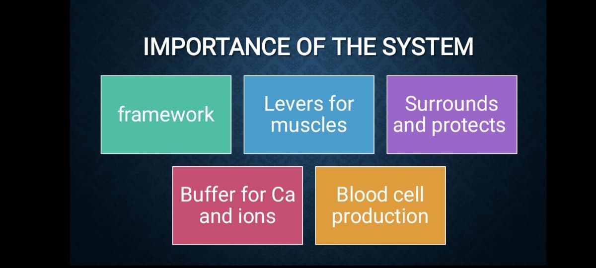IMPORTANCE OF THE SYSTEM
Levers for
muscles
Surrounds
framework
and protects
Buffer for Ca
and ions
Blood cell
production
