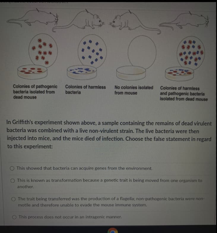 Colonies of pathogenic
bacteria isolated from
dead mouse
Colonies of harmless
bacteria
No colonies isolated
from mouse
Colonies of harmless
and pathogenic bacteria
isolated from dead mouse
In Griffith's experiment shown above, a sample containing the remains of dead virulent
bacteria was combined with a live non-virulent strain. The live bacteria were then
injected into mice, and the mice died of infection. Choose the false statement in regard
to this experiment:
O This showed that bacteria can acquire genes from the environment.
O This is known as transformation because a genetic trait is being moved from one organism to
another.
O The trait being transferred was the production of a flagella; non-pathogenic bacteria were non-
motile and therefore unable to evade the mouse immune system.
O This process does not occur in an intragenic manner.
