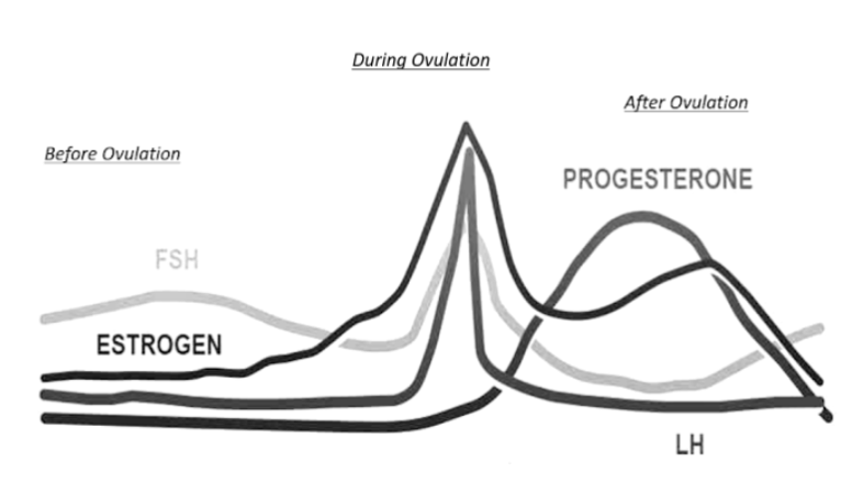 During Ovulation
After Ovulation
Before Ovulation
PROGESTERONE
FSH
ESTROGEN
LH
