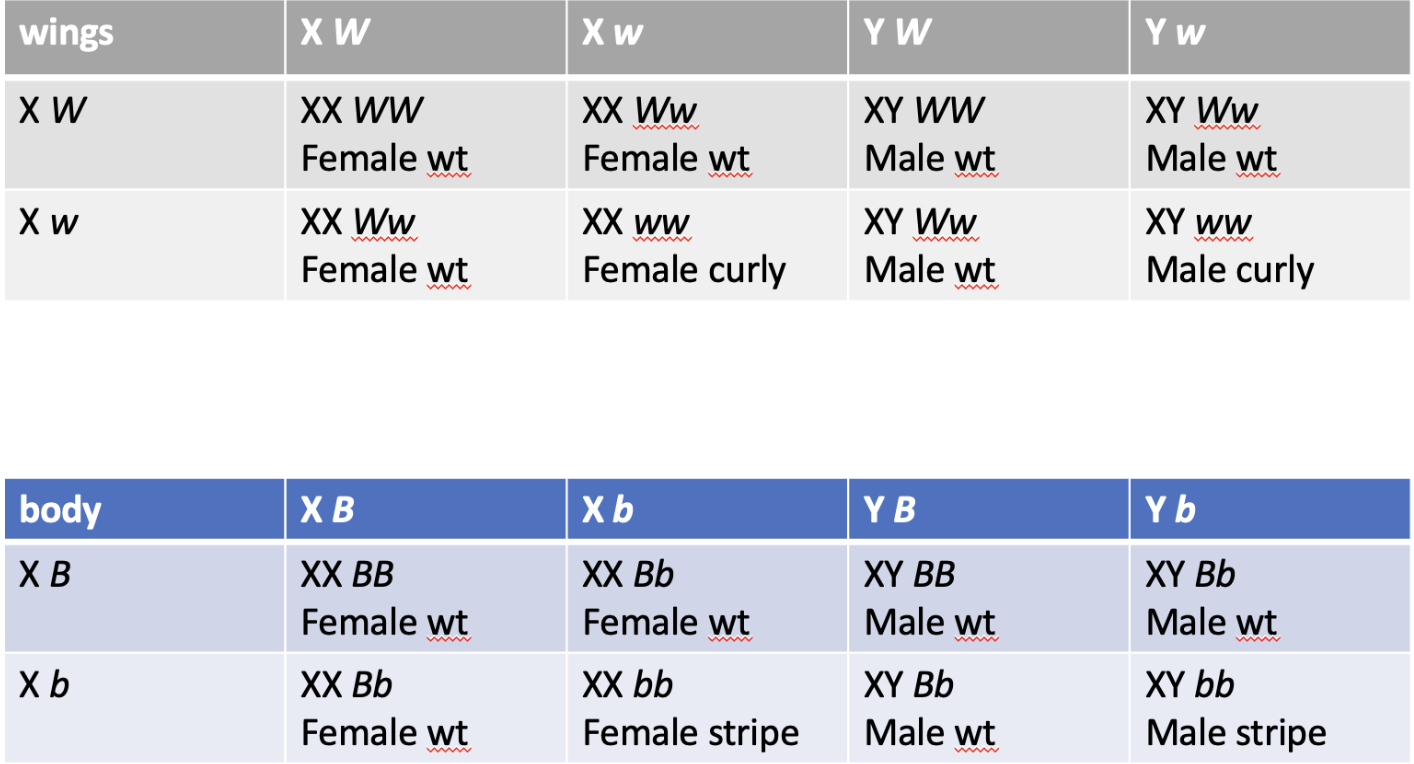 wings
X W
Xw
body
XB
Xb
XW
XX WW
Female wt
XX WW
Female wt
XB
XX BB
Female wt
XX Bb
Female wt
Xw
XX WW
Female wt
XX ww
Female curly
Xb
XX Bb
Female wt
XX bb
Female stripe
YW
XY WW
Male wt
XY WW
Male wt
YB
XY BB
Male wt
XY Bb
Male wt
Yw
XY WW
Male wt
XY WW
Male curly
Y b
XY Bb
Male wt
XY bb
Male stripe