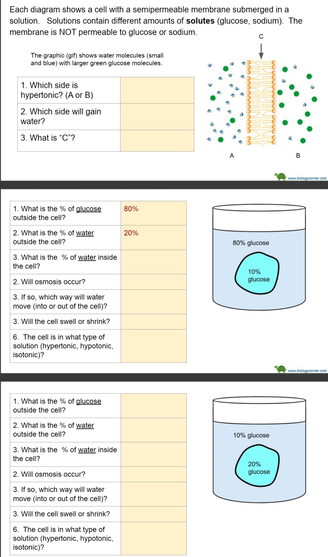 Each diagram shows a cell with a semipermeable membrane submerged in a
solution Solutions contain different amounts of solutes (glucose, sodium). The
membrane is NOT permeable to glucose or sodium.
The graphic (gif) shows water molecules (small
and blue) with larger green glucose molecules.
1. Which side is
hypertonic? (A or B)
2. Which side will gain
water?
3. What is "C"?
1. What is the % of glucose
outside the cell?
2. What is the % of water
outside the cell?
3. What is the % of water inside
the cell?
2. Will osmosis occur?
3. If so, which way will water
move (into or out of the cell)?
3. Will the cell swell or shrink?
6. The cell is in what type of
solution (hypertonic, hypotonic,
isotonic)?
1. What is the % of glucose
outside the cell?
2. What is the % of water
outside the cell?
3. What is the % of water inside
the cell?
2. Will osmosis occur?
3. If so, which way will water
move (into or out of the cell)?
3. Will the cell swell or shrink?
6. The cell is in what type of
solution (hypertonic, hypotonic,
isotonic)?
80%
20%
A
с
80% glucose
10%
glucose
10% glucose
20%
glucose
B
www.biologycorner.com
www.biologycorner.com