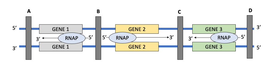 5'
A
#
3'
3'
GENE 1
RNAP
GENE 1
B
GENE 2
-5' 5'- RNAP
GENE 2
+3'
с
3'
GENE 3
RNAP
GENE 3
-5'
D
3'
5'