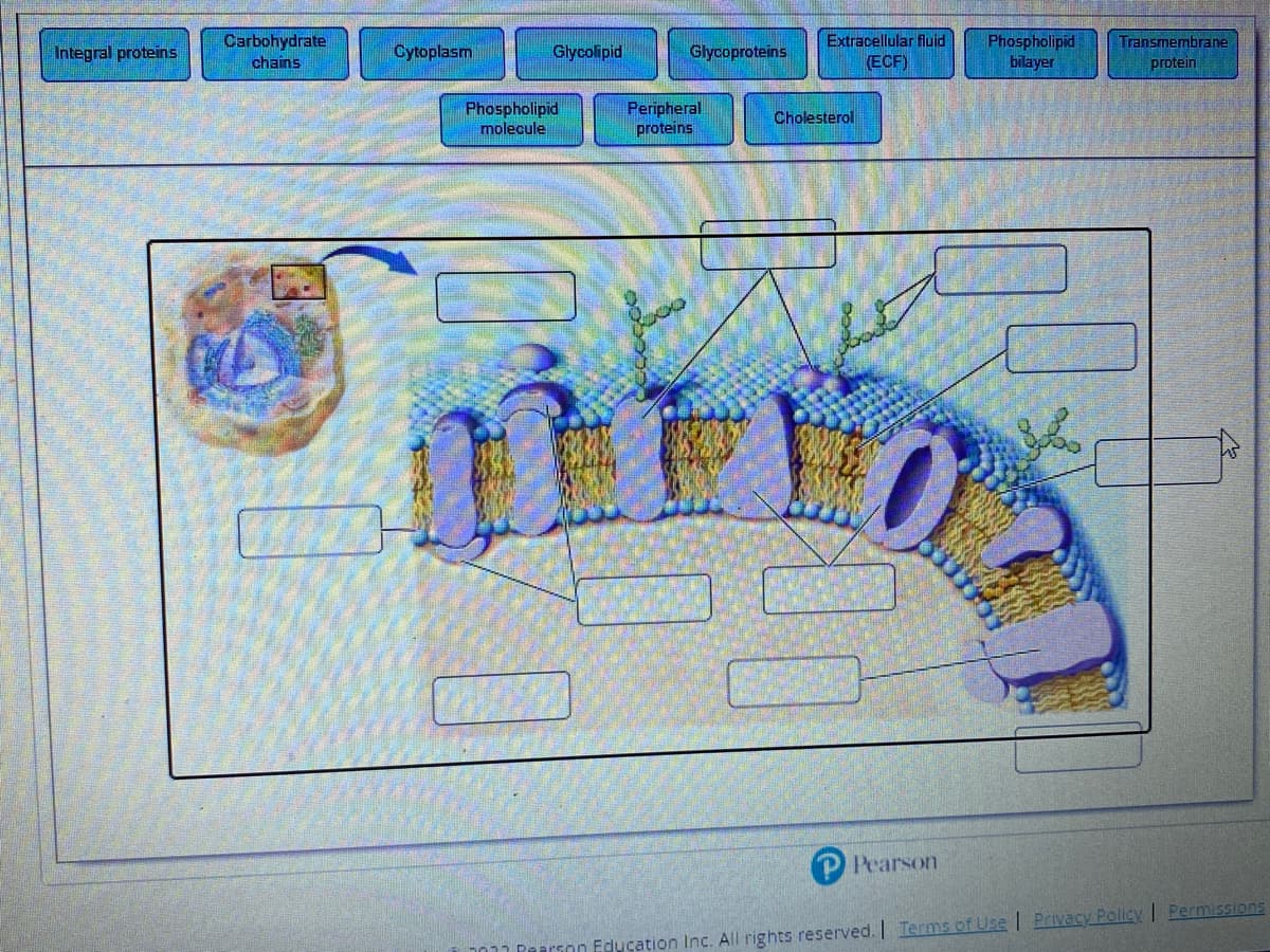 Carbohydrate
chains
Phospholipid
bilayer
Extracellular fluid
Transmembrane
protein
Integral proteins
Сyюplasm
Glycolipid
Glycoproteins
(ECF)
Phospholipid
molecule
Peripheral
proteins
Cholesterol
P Pearson
7 Pearson Education Inc. All rights reserved. Terms of Use | Privacy Policy I Permissions
