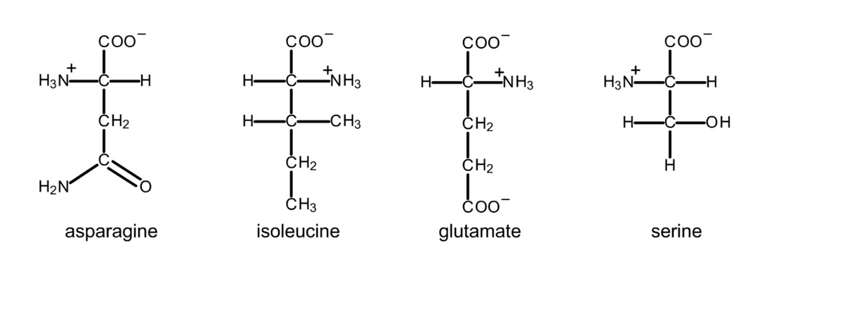 ç00
CO0
+
H3N-
NH3
H3N-
H-
H-
--
ČH2
H-
-CH3
ČH2
H-
-HO-
ČH2
ČH2
H2N
ČH3
asparagine
isoleucine
glutamate
serine
