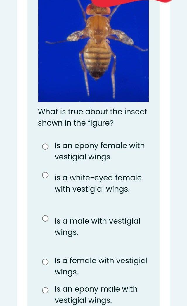 What is true about the insect
shown in the figure?
Is an epony female with
vestigial wings.
is a white-eyed female
with vestigial wings.
Is a male with vestigial
wings.
Is a female with vestigial
wings.
Is an epony male with
vestigial wings.
