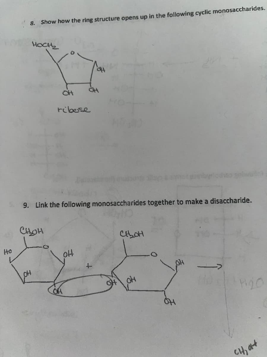 8.
Show how the ring structure opens up in the following cyclic monosaccharides.
HoCHy
ribese
wot
9. Link the following monosaccharides together to make a disaccharide.
HO
to
CH, at
