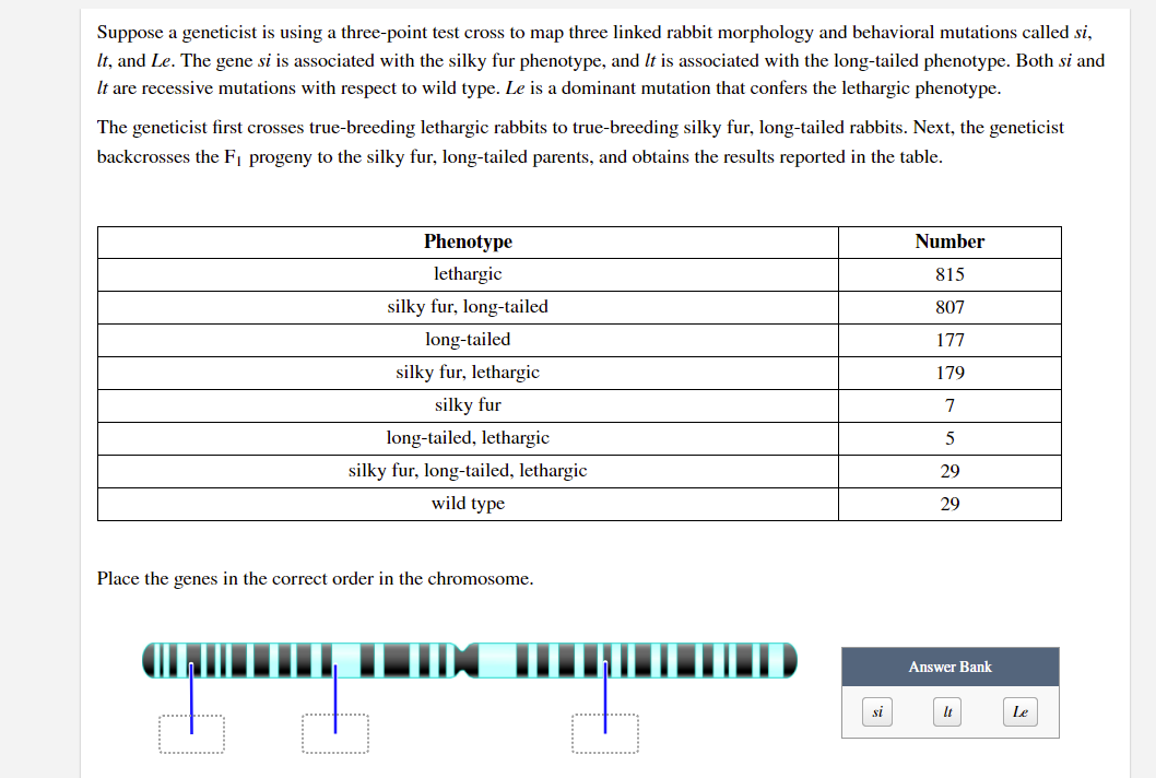 Suppose a geneticist is using a three-point test cross to map three linked rabbit morphology and behavioral mutations called si,
It, and Le. The gene si is associated with the silky fur phenotype, and It is associated with the long-tailed phenotype. Both si and
It are recessive mutations with respect to wild type. Le is a dominant mutation that confers the lethargic phenotype.
The geneticist first crosses true-breeding lethargic rabbits to true-breeding silky fur, long-tailed rabbits. Next, the geneticist
backcrosses the Fj progeny to the silky fur, long-tailed parents, and obtains the results reported in the table.
Phenotype
Number
lethargic
815
silky fur, long-tailed
807
long-tailed
177
silky fur, lethargic
179
silky fur
7
long-tailed, lethargic
5
silky fur, long-tailed, lethargic
29
wild type
29
Place the genes in the correct order in the chromosome.
Answer Bank
si
It
Le
