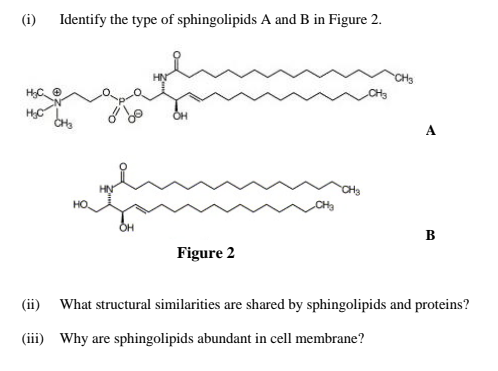 (i)
Identify the type of sphingolipids A and B in Figure 2.
CHS
A
CH3
в
Figure 2
(ii) What structural similarities are shared by sphingolipids and proteins?
(iii) Why are sphingolipids abundant in cell membrane?
