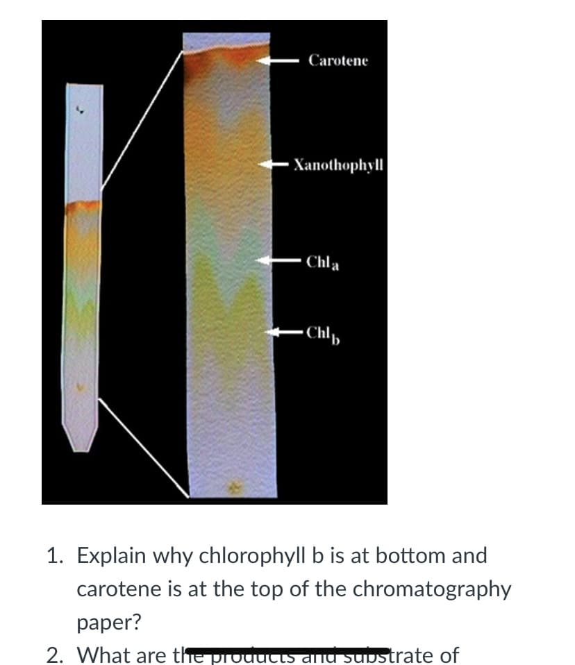 Carotene
- Xanothophyll
Chla
–Chl,
1. Explain why chlorophyll b is at bottom and
carotene is at the top of the chromatography
paper?
2. What are the prouutts anu supstrate of
