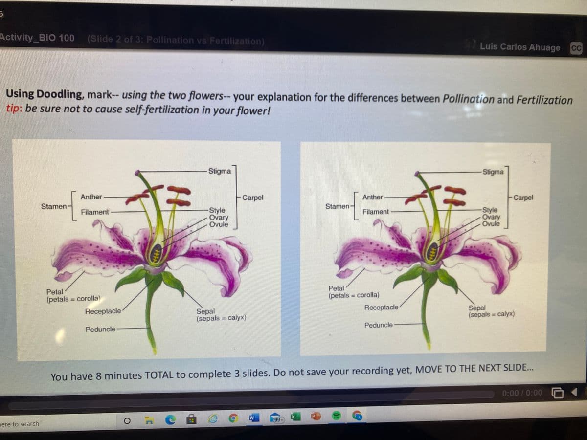 Activity_BIO 100
(Slide 2 of 3: Pollination vs Fertilization)
Luis Carlos Ahuage
CC
Using Doodling, mark-- using the two flowers-- your explanation for the differences between Pollination and Fertilization
tip: be sure not to cause self-fertilization in your flower!
Stigma
-Stigma
Anther
Carpel
Anther
Carpel
Stamen
Stamen-
Style
Ovary
Ovule
Style
Ovary
Ovule
Filament
Filament
Petal
Petal
(petals = corolla)
(petals corolla)
%3D
Sepal
(sepals = calyx)
Receptacle
Sepal
(sepals = calyx)
Receptacle
Peduncle
Peduncle
You have 8 minutes TOTAL to complete 3 slides. Do not save your recording yet, MOVE TO THE NEXT SLIDE...
0:00 / 0:00 O 1
nere to search
09
