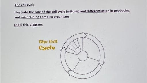 The cell cycle
Illustrate the role of the cell cycle (mitosis) and differentiation in producing
and maintaining complex organisms.
Label this diagram:
Ghe Cell
Cycle
