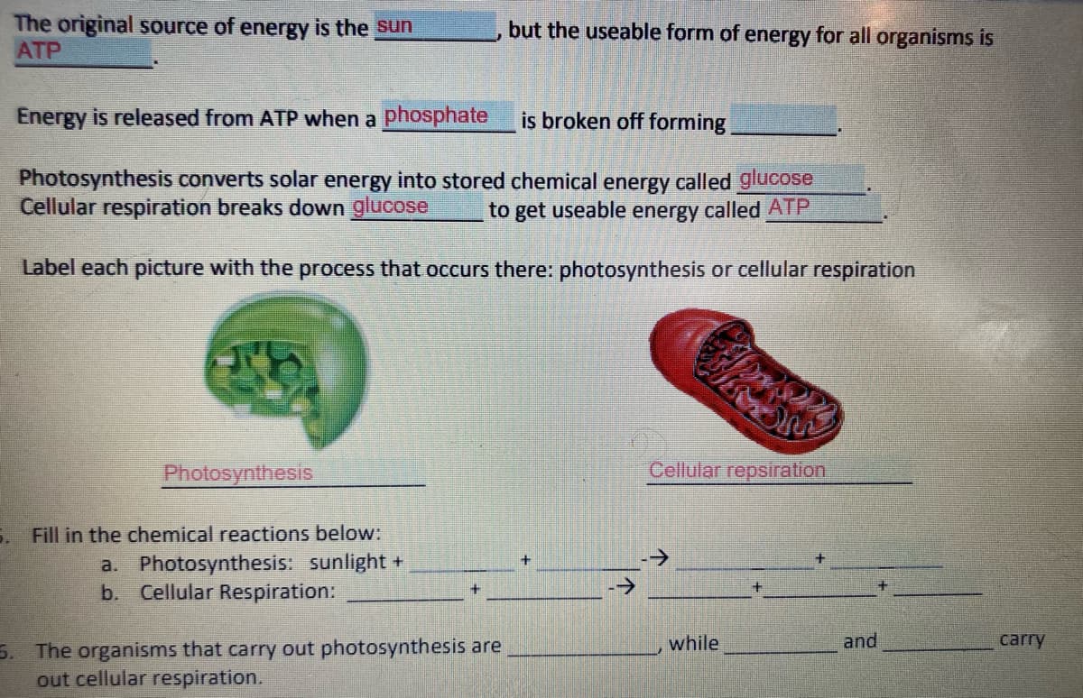 The original source of energy is the sun
ATP
but the useable form of energy for all organisms is
Energy is released from ATP when a phosphate
is broken off forming
Photosynthesis converts solar energy into stored chemical energy called glucose
Cellular respiration breaks down glucose
to get useable energy called ATP
Label each picture with the process that occurs there: photosynthesis or cellular respiration
Photosynthesis
Cellular repsiration
5. Fill in the chemical reactions below:
a. Photosynthesis: sunlight +
b. Cellular Respiration:
->
while
and
carry
5. The organisms that carry out photosynthesis are
out cellular respiration.
