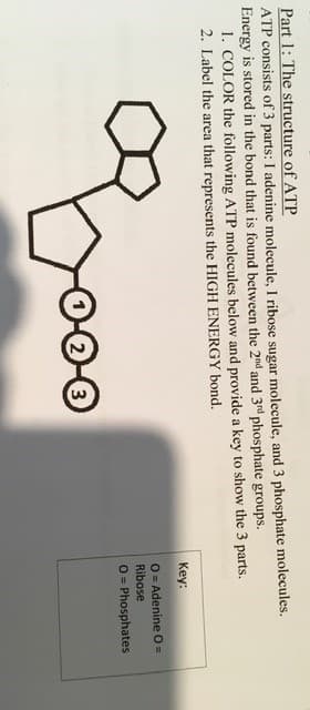 Part 1: The structure of ATP
ATP consists of 3 parts: I adenine molecule, I ribose sugar molecule, and 3 phosphate molecules.
Energy is stored in the bond that is found between the 2nd and 3rd phosphate groups.
1. COLOR the following ATP molecules below and provide a key to show the 3 parts.
2. Label the area that represents the HIGH ENERGY bond.
Key:
O = Adenine O=
Ribose
O = Phosphates
