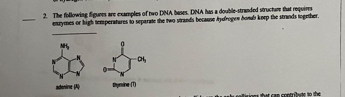 —
2. The following figures are examples of two DNA bases. DNA has a double-stranded structure that requires
enzymes or high temperatures to separate the two strands because hydrogen bonds keep the strands together.
NH₂
adenine (A)
-CH₂
thymine (T)
only collisions that can contribute to the