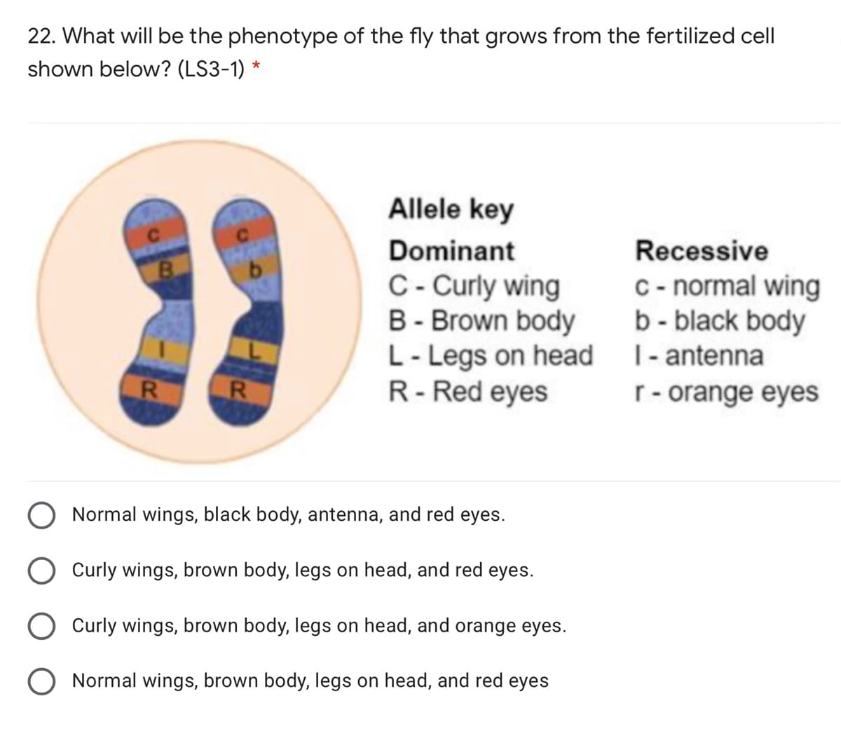 22. What will be the phenotype of the fly that grows from the fertilized cell
shown below? (LS3-1) *
Allele key
Dominant
Recessive
C- Curly wing
B - Brown body
L- Legs on head
R- Red eyes
C - normal wing
b - black body
1- antenna
r- orange eyes
Normal wings, black body, antenna, and red eyes.
Curly wings, brown body, legs on head, and red eyes.
Curly wings, brown body, legs on head, and orange eyes.
O Normal wings, brown body, legs on head, and red eyes
