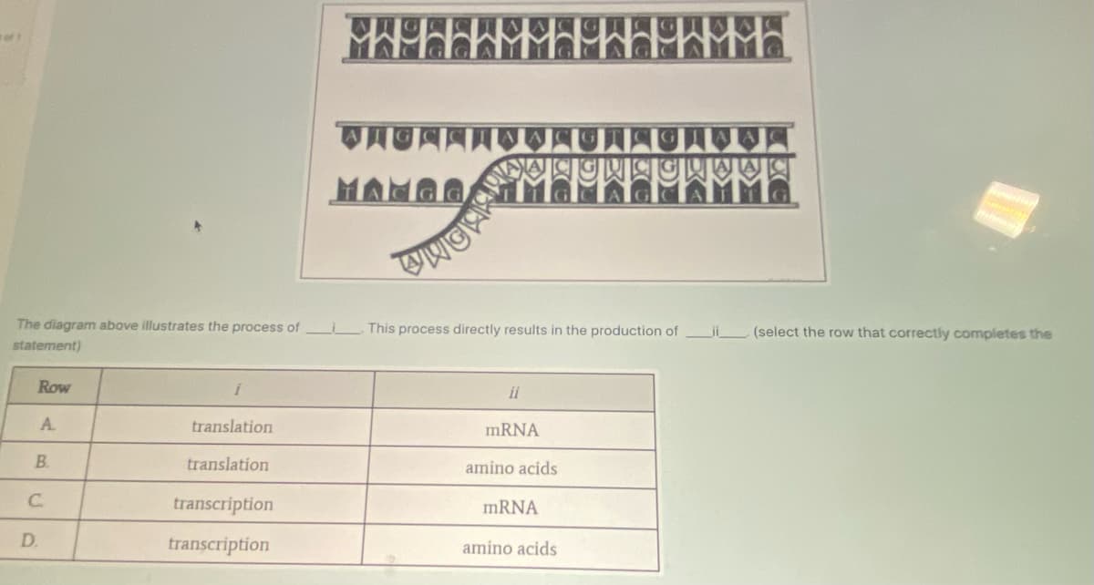 The diagram above illustrates the process of
statement)
Row
А.
B.
C.
D.
translation
translation
transcription
transcription
M
WAGSISIWASONG
WUCHS
This process directly results in the production of ii (select the row that correctly completes the
ii
mRNA
amino acids
mRNA
amino acids