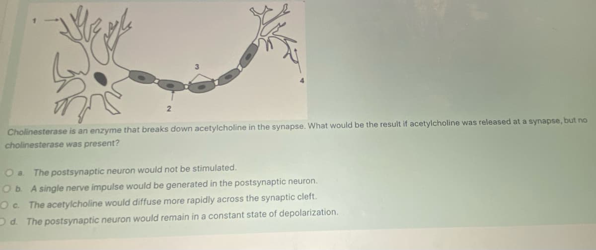 2
Cholinesterase is an enzyme that breaks down acetylcholine in the synapse. What would be the result if acetylcholine was released at a synapse, but no
cholinesterase was present?
O a. The postsynaptic neuron would not be stimulated.
O b. A single nerve impulse would be generated in the postsynaptic neuron.
Oc. The acetylcholine would diffuse more rapidly across the synaptic cleft.
Od. The postsynaptic neuron would remain in a constant state of depolarization.