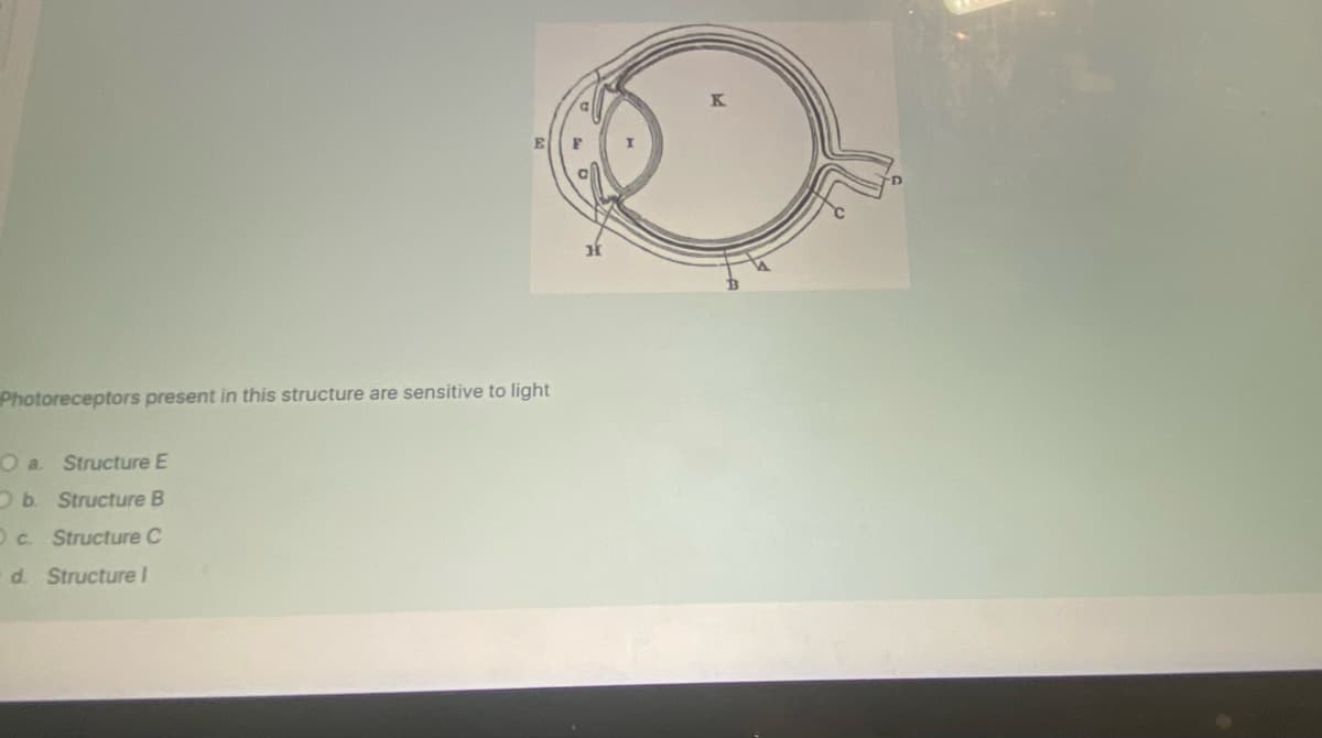 Photoreceptors present in this structure are sensitive to light
O a. Structure E
Ob. Structure B
Oc. Structure C
d. Structure I
K