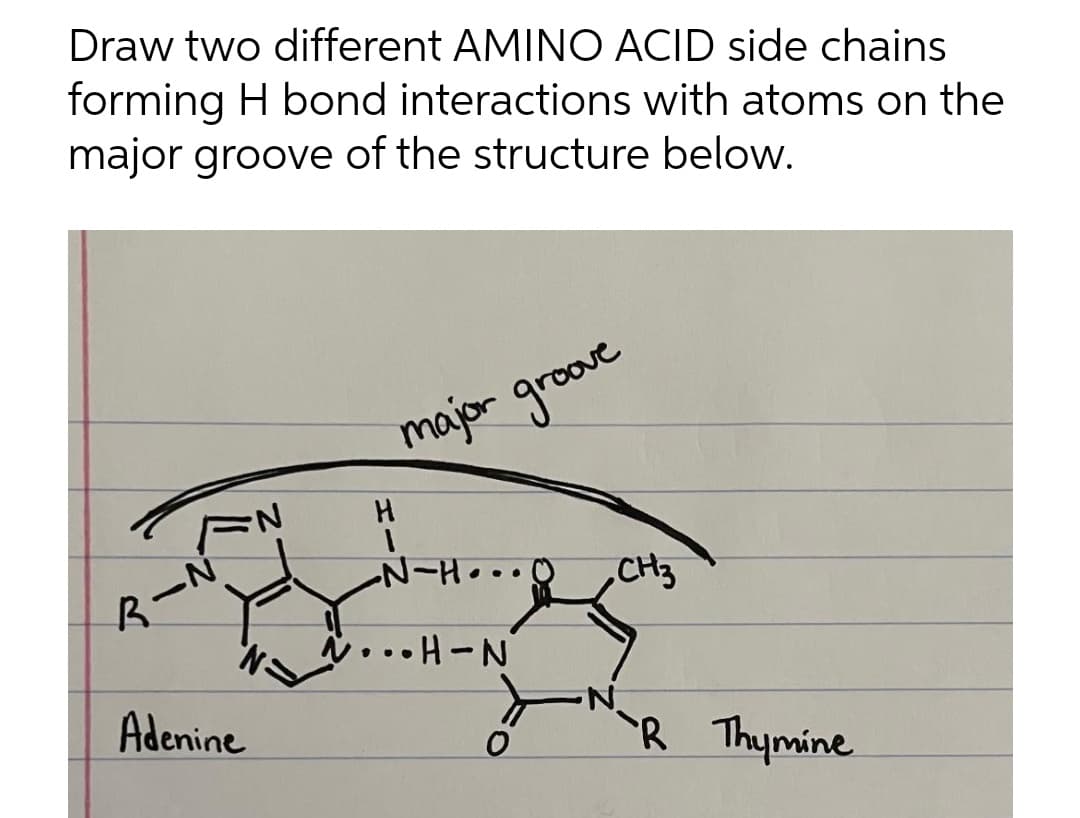 Draw two different AMINO ACID side chains
forming H bond interactions with atoms on the
major groove of the structure below.
major groove
N-Ho..
CH3
.•H-N
Adenine
R Thymine
