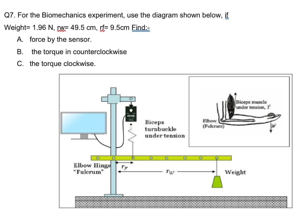 Q7. For the Biomechanics experiment, use the diagram shown below, if
Weight= 1.96 N, rw= 49.5 cm, rf= 9.5cm Find:-
A. force by the sensor.
B. the torque in counterclockwise
C. the torque clockwise.
Elbow Hinge TF
"Fulcrum"
Biceps
turnbuckle
under tension
O
Tw
O
Elbow
(Fulcrum)
O
Biceps muscle
under tension, 7
Weight