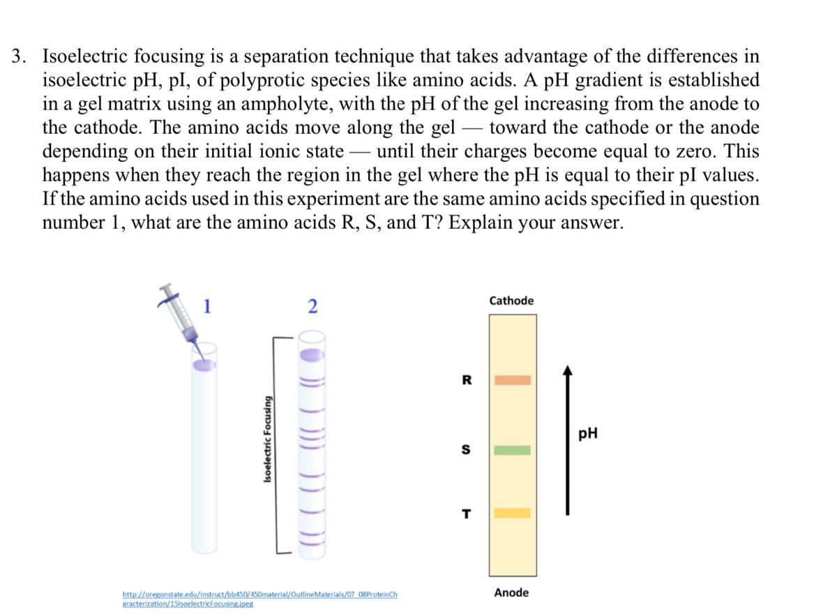 3. Isoelectric focusing is a separation technique that takes advantage of the differences in
isoelectric pH, pl, of polyprotic species like amino acids. A pH gradient is established
in a gel matrix using an ampholyte, with the pH of the gel increasing from the anode to
the cathode. The amino acids move along the gel
depending on their initial ionic state -
happens when they reach the region in the gel where the pH is equal to their pl values.
If the amino acids used in this experiment are the same amino acids specified in question
number 1, what are the amino acids R, S, and T? Explain your answer.
toward the cathode or the anode
until their charges become equal to zero. This
Cathode
2
pH
T
Anode
http://oregonstate.edu/instruct/bb450/450material/OutlineMaterials/07 08ProteinCh
aracterization/15lsoelectricFocusing.jpeg
Isoelectric Focusing
