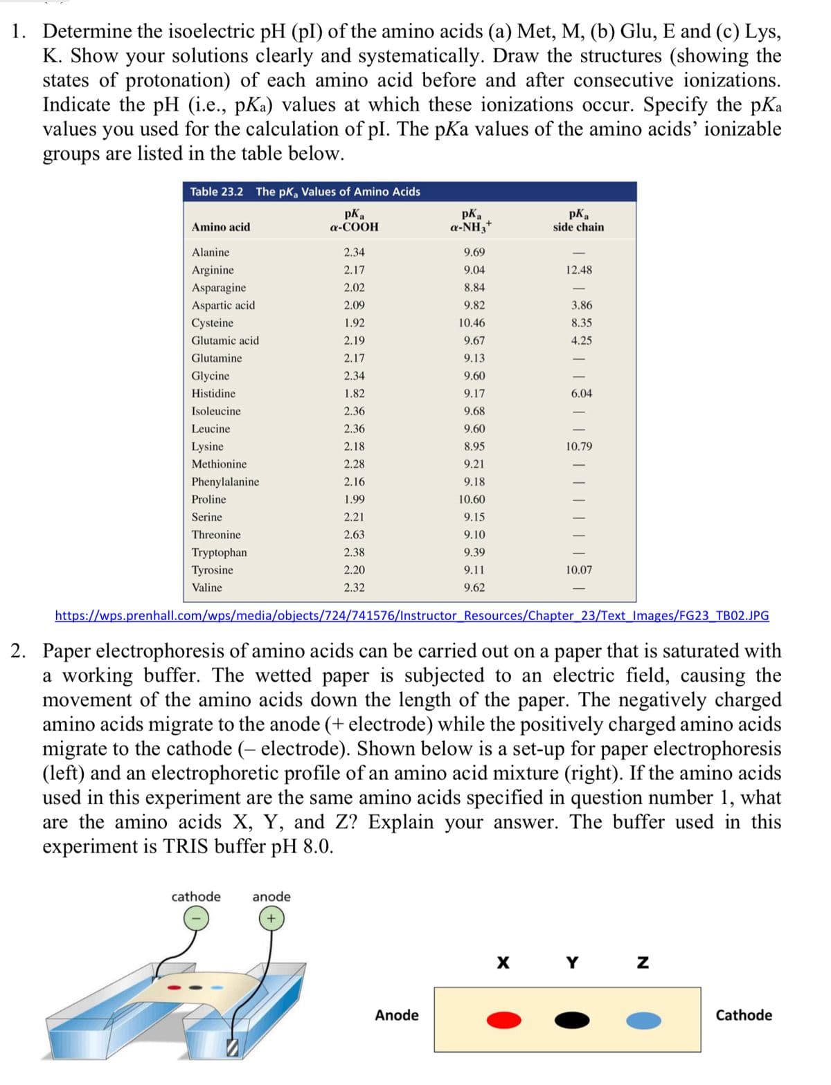 1. Determine the isoelectric pH (pI) of the amino acids (a) Met, M, (b) Glu, E and (c) Lys,
K. Show your solutions clearly and systematically. Draw the structures (showing the
states of protonation) of each amino acid before and after consecutive ionizations.
Indicate the pH (i.e., pKa) values at which these ionizations occur. Specify the pKa
values
you
used for the calculation of pl. The pKa values of the amino acids' ionizable
groups are listed in the table below.
Table 23.2 The pKa Values of Amino Acids
pKa
a-COOH
pKa
a-NH3*
pKa
side chain
Amino acid
Alanine
2.34
9.69
Arginine
2.17
9.04
12.48
Asparagine
2.02
8.84
Aspartic acid
2.09
9.82
3.86
Cysteine
1.92
10.46
8.35
Glutamic acid
2.19
9.67
4.25
Glutamine
2.17
9.13
Glycine
2.34
9.60
Histidine
1.82
9.17
6.04
Isoleucine
2.36
9.68
Leucine
2.36
9.60
Lysine
2.18
8.95
10.79
Methionine
2.28
9.21
Phenylalanine
2.16
9.18
Proline
1.99
10.60
Serine
2.21
9.15
Threonine
2.63
9.10
Tryptophan
2.38
9.39
Tyrosine
2.20
9.11
10.07
Valine
2.32
9.62
https://wps.prenhall.com/wps/media/objects/724/741576/Instructor_ Resources/Chapter_23/Text Images/FG23_TB02.JPG
2. Paper electrophoresis of amino acids can be carried out on a paper that is saturated with
a working buffer. The wetted paper is subjected to an electric field, causing the
movement of the amino acids down the length of the paper. The negatively charged
amino acids migrate to the anode (+ electrode) while the positively charged amino acids
migrate to the cathode (– electrode). Shown below is a set-up for paper electrophoresis
(left) and an electrophoretic profile of an amino acid mixture (right). If the amino acids
used in this experiment are the same amino acids specified in question number 1, what
are the amino acids X, Y, and Z? Explain your answer. The buffer used in this
experiment is TRIS buffer pH 8.0.
cathode
anode
X
Y Z
Anode
Cathode
