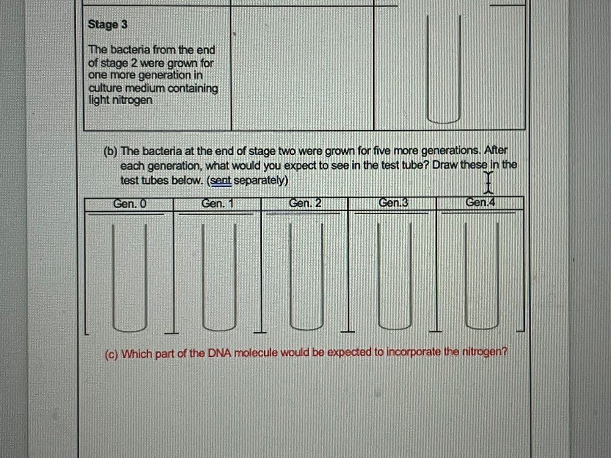 Stage 3
The bacteria from the end
of stage 2 were grown for
one more generation in
culture medium containing
light nitrogen
(b) The bacteria at the end of stage two were grown for five more generations. After
each generation, what would you expect to see in the test tube? Draw these in the
test tubes below. (sent separately)
Gen. 0
Gen. 1
Gen. 2
Gen.3
Gen.4
(c) Which part of the DNA molecule would be expected to incorporate the nitrogen?
