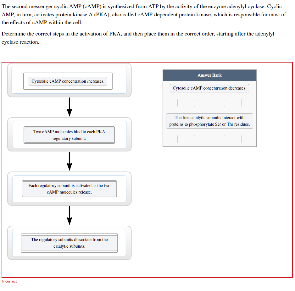 The second messenger cyclic AMP (CAMP) is synthesized from ATP by the activity of the enzyme adenylyl cyclase. Cyclic
AMP, in turn, activates protein kinase A (PKA), also called cAMP-dependent protein kinase, which is responsible for most of
the effects of CAMP within the cell.
Determine the correct steps in the activation of PKA, and then place them in the correct order, starting after the adenylyl
cyclase reaction.
Incorrect
Cytosolic CAMP concentration increases.
Two cAMP molecules bind to each PKA
regulatory subunit.
Each regulatory subunit is activated as the two
CAMP molecules release.
The regulatory subunits dissociate from the
catalytic subunits.
Answer Bank
Cytosolic cAMP concentration decreases.
The free catalytic subunits interact with
proteins to phosphorylate Ser or Thr residues.