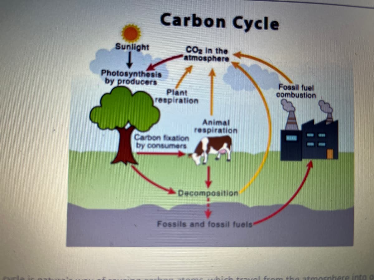 Sunlight
Carbon Cycle
CO₂ in the
atmosphere
Photosynthesis
by producers
Plant
respiration
Carbon fixation
by consumers
Animal
respiration
Decomposition
Fossils and fossil fuels
Fossil fuel
combustion
ich travel from the atmosphere into o