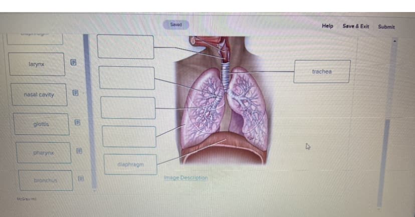 larynx
nasal cavity
glottis
pharynx
bronchus
McGraw Hill
C
Ⓡ
25
diaphragm
Saved
Image Description
4
Help
trachea
Save & Exit
Submit