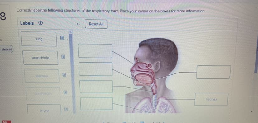 8
00:54:03
Mc
Correctly label the following structures of the respiratory tract. Place your cursor on the boxes for more information.
Labels
lung
bronchiole
trachea
diaphragm
larynx
G
C
C
CO
@
(WIC)
B
G
Reset All
www.
trachea