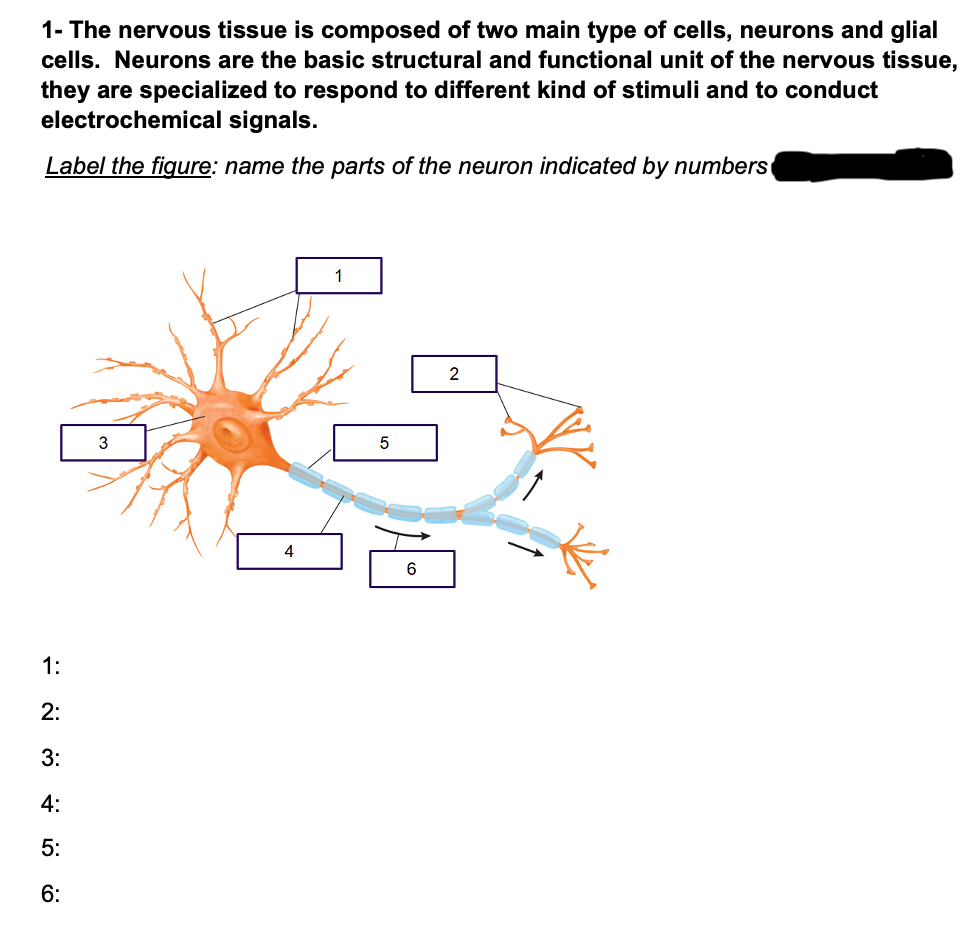 1- The nervous tissue is composed of two main type of cells, neurons and glial
cells. Neurons are the basic structural and functional unit of the nervous tissue,
they are specialized to respond to different kind of stimuli and to conduct
electrochemical signals.
Label the figure: name the parts of the neuron indicated by numbers
1
5
4
1:
2:
3:
4:
5:
6:
