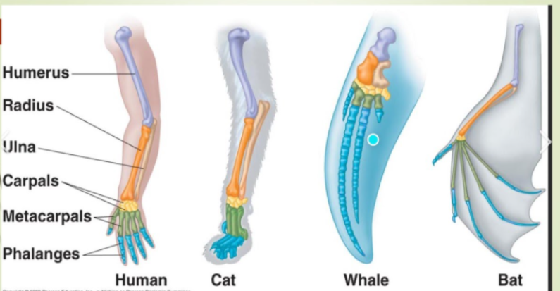 Humerus
Radius
Ulna-
Carpals-
Metacarpals-
Phalanges
Human
Cat
Whale
Bat
