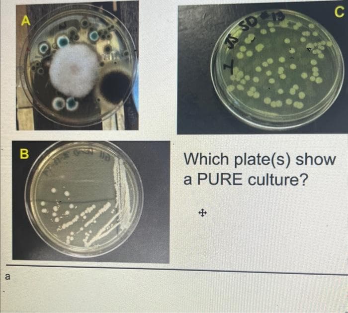 a
A
B
00
C
Which plate(s) show
a PURE culture?
+