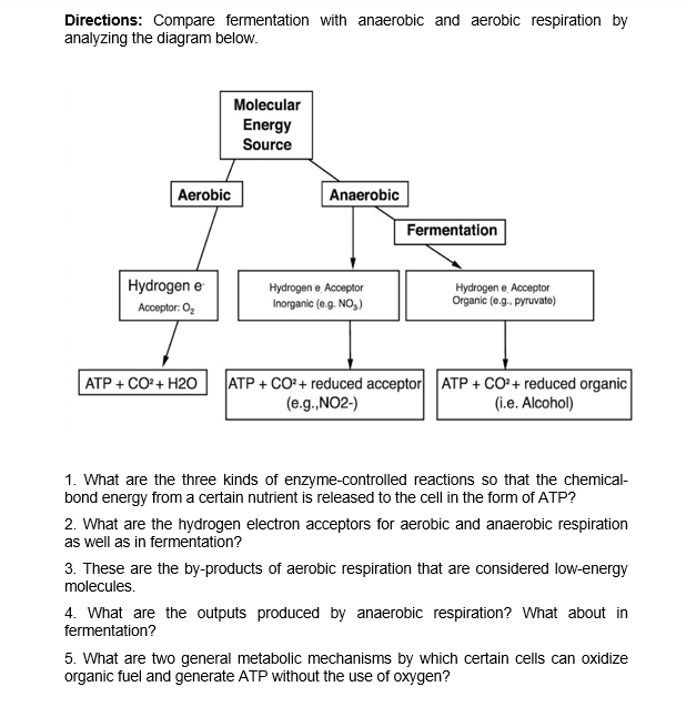 Directions: Compare fermentation with anaerobic and aerobic respiration by
analyzing the diagram below.
Molecular
Energy
Source
Aerobic
Anaerobic
Fermentation
Hydrogen e
Hydrogen e Acceptor
Inorganic (e.g. NO,)
Hydrogen e Acceptor
Organic (e.g., pyruvate)
Acceptor: O,
|АТР + СО + Н20
ATP + CO+ reduced acceptor ATP + CO?+ reduced organic
(e.g.,NO2-)
(i.e. Alcohol)
1. What are the three kinds of enzyme-controlled reactions so that the chemical-
bond energy from a certain nutrient is released to the cell in the form of ATP?
2. What are the hydrogen electron acceptors for aerobic and anaerobic respiration
as well as in fermentation?
3. These are the by-products of aerobic respiration that are considered low-energy
molecules.
4. What are the outputs produced by anaerobic respiration? What about in
fermentation?
5. What are two general metabolic mechanisms by which certain cells can oxidize
organic fuel and generate ATP without the use of oxygen?
