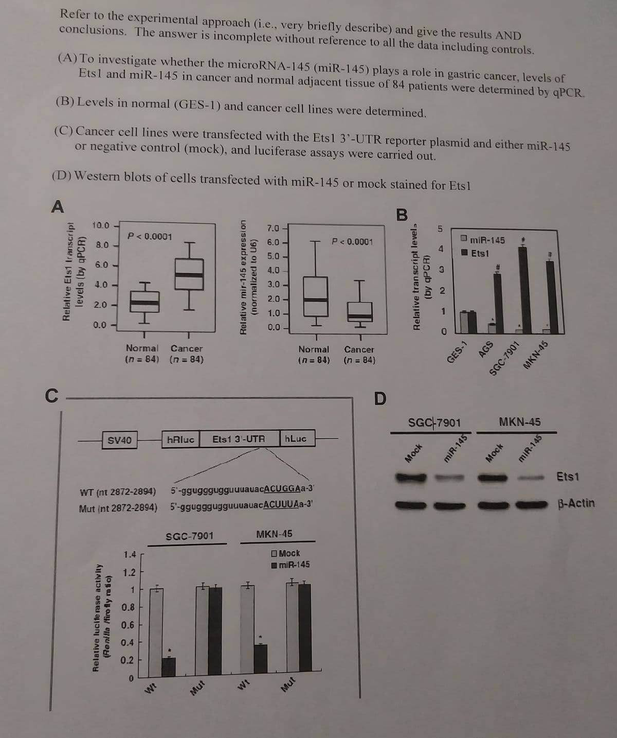 **Investigation of miR-145 Role in Gastric Cancer**

**Experimental Approach:**
1. **Objective:**
   - To examine whether microRNA-145 (miR-145) influences gastric cancer by comparing levels of Ets1 and miR-145 in both cancerous and normal adjacent tissues from 84 patients using qPCR.
   
2. **Specific Steps:**
   - **(A)** Measure the levels of miR-145 and Ets1 in cancerous and corresponding normal tissues.
   - **(B)** Compare these levels in normal (GES-1) vs. cancer cell lines.
   - **(C)** Transfect cancer cell lines with Ets1 3’-UTR reporter plasmid and either miR-145 or a control, and then perform luciferase assays.
   - **(D)** Perform Western blots for cells transfected with miR-145 or mock to detect Ets1 presence.

**Results:**

**A. Relative Levels of Ets1 and miR-145 in Tissues (Figure A):**
1. **Ets1 Expression:**
   - The box plot on the left shows a significant increase in Ets1 transcript levels in cancer tissues compared to normal adjacent tissues.
   - p < 0.0001 indicates a highly significant difference.

2. **miR-145 Expression:**
   - The box plot on the right demonstrates a significant decrease in miR-145 expression in cancer tissues compared to normal tissues.
   - p < 0.0001 also indicates a highly significant difference.

**B. Relative Transcript Levels in Cell Lines (Figure B):**
   - Bar graph presenting Ets1 and miR-145 expression levels across different cell lines (GES-1, AGS, SGC-7901, MKN-45).
   - miR-145 and Ets1 expression levels vary significantly with lower miR-145 and higher Ets1 in cancer cell lines compared to GES-1 cells.
   - '*' indicates statistical significance.

**C. Luciferase Assay with Ets1 3’-UTR Reporter Plasmid (Figure C):**
   - Schematic diagram outlining the constructs used for the luciferase assay with wild-type (WT) and mutant (Mut) Ets1 3’-UTR sequences.
   - The sequences provided for both WT and Mut Ets1 3’-UTR