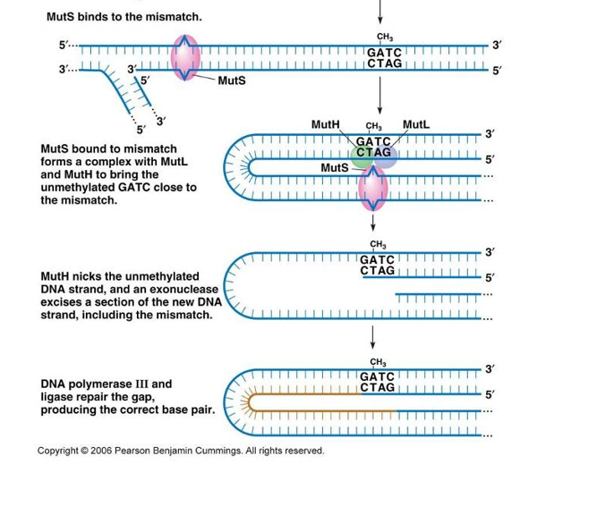 MutS binds to the mismatch.
CH3
GATC
CTAG
5'...
3'
3'..
5'
15'
Muts
MutH
Mutl
3'
GATC
CTAG
Muts
Muts bound to mismatch
5'
forms a complex with MutL
and MutH to bring the
unmethylated GATC close to
the mismatch.
CH,
GATC
CTAG
3'
MutH nicks the unmethylated
DNA strand, and an exonuclease
excises a section of the new DNA
strand, including the mismatch.
CH3
GATC
CTAG
3"
DNA polymerase III and
ligase repair the gap,
producing the correct base pair.
Copyright © 2006 Pearson Benjamin Cummings. All rights reserved.
in
