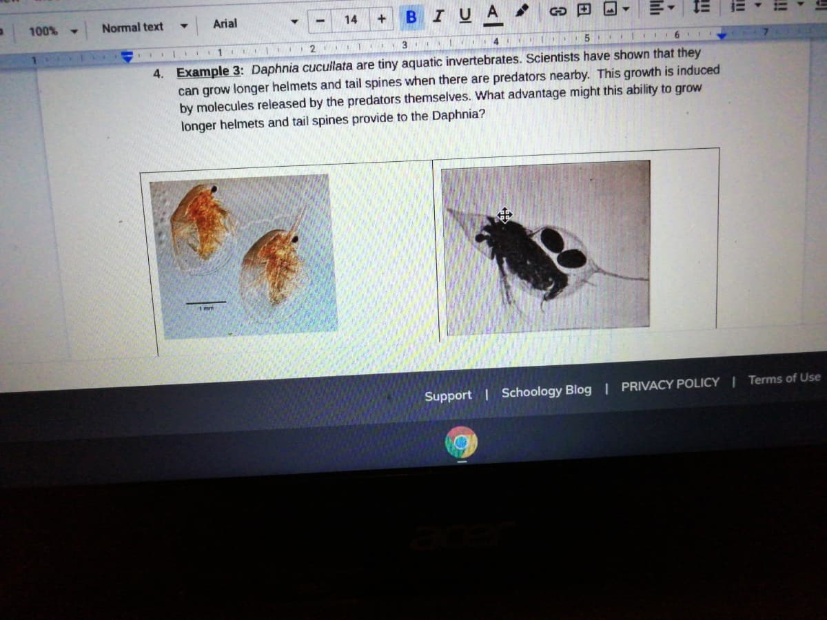 100%
BIUA
Normal text
Arial
14
3
4
4. Example 3: Daphnia cucullata are tiny aquatic invertebrates. Scientists have shown that they
can grow longer helmets and tail spines when there are predators nearby. This growth is induced
by molecules released by the predators themselves. What advantage might this ability to grow
longer helmets and tail spines provide to the Daphnia?
Support | Schoology Blog | PRIVACY POLICY | Terms of Use
!
