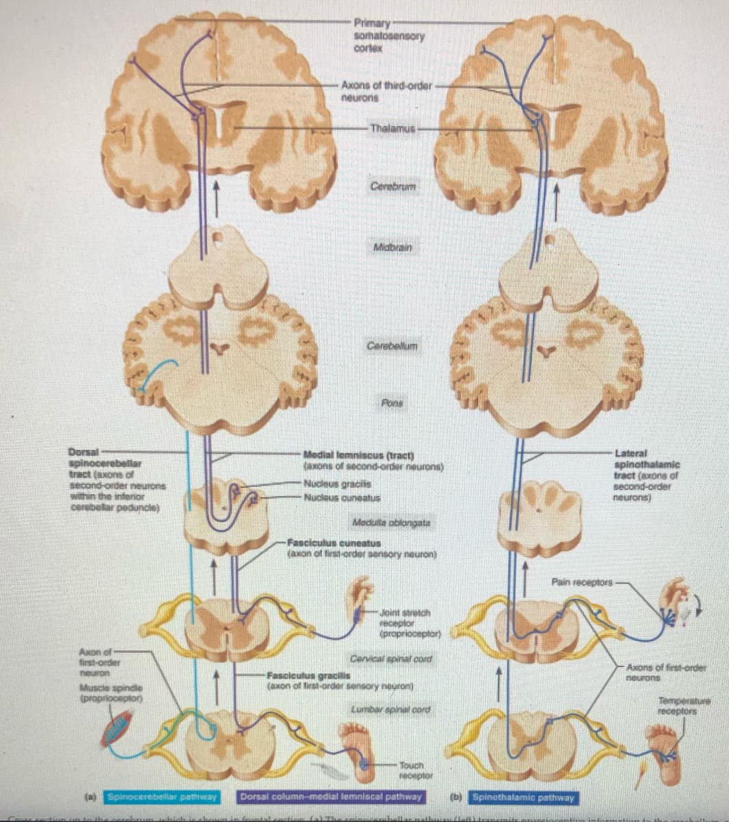 Primary
somatosensory
cortex
Axons of third-order
neurons
Thalamus-
Cerebrum
Midbrain
Cerebelum
Pons
Dorsal
spinocerebellar
tract (axons of
second-order neurons
within the interior
cerebelar peduncle)
Lateral
spinothalamic
tract (axons of
second-order
neurons)
Medial lemniscus (tract)
(axons of second-order neurons)
Nucleus gracils
Nucleus cuneatus
Medulta oblongata
Fasciculus cuneatus
(axon of tirst-order sensory neuron)
Pain receptors
Joint stretch
receptor
(proprioceptor)
Axon of
first-order
neuron
Cervical spinal cord
Fasciculus gracilis
(axon of first-order sensory neuron)
Axons of first-order
neurons
Muscle spindle
(propriocepton
Lumbar apinal cord
Temperature
receptors
Touch
seceptor
(a)
Spinocerebellar pathway
Dorsal column-medial lemniscal pathway
(b)
Spinothalamic pathway
