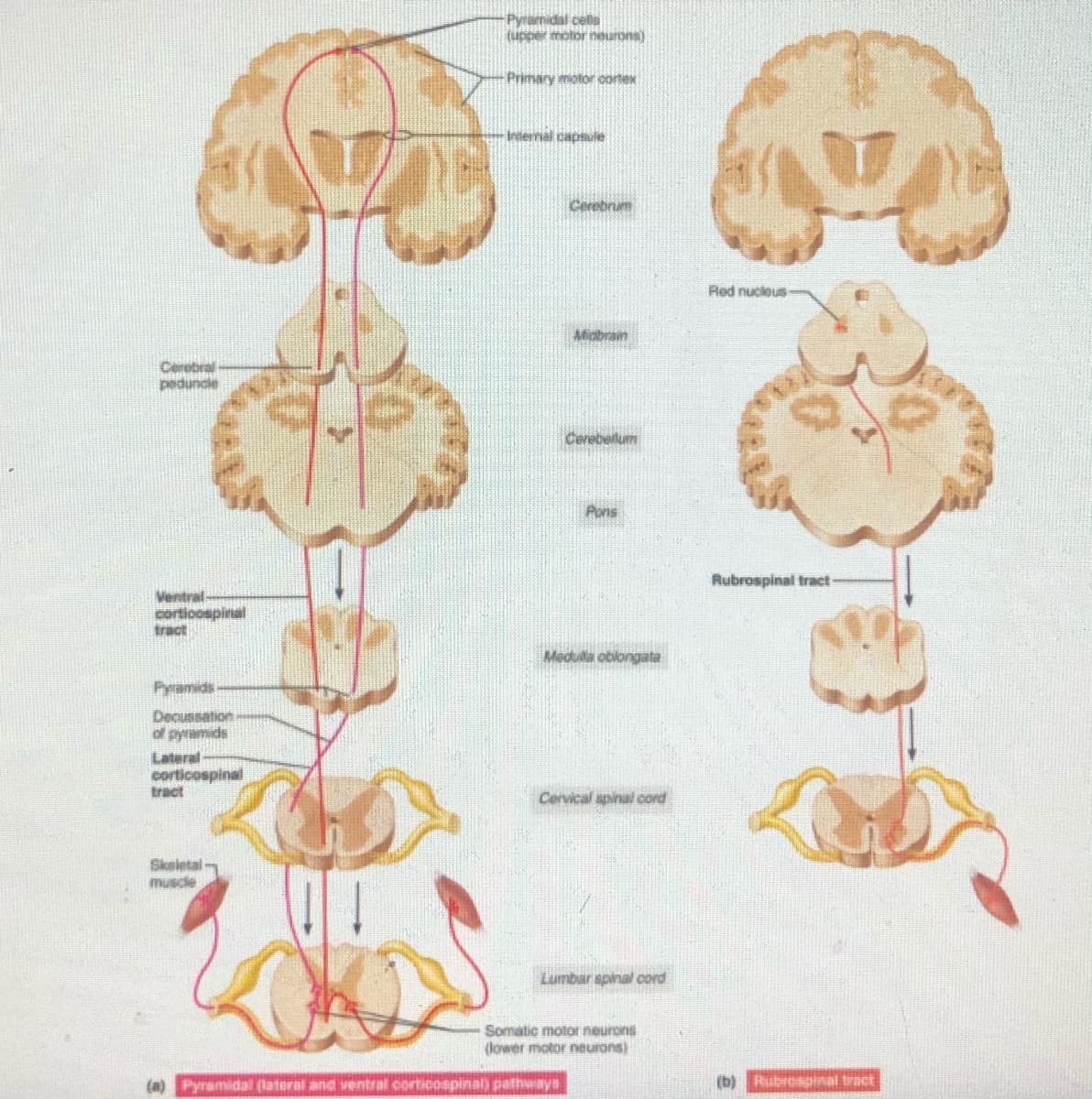 Pyramidal cells
(upper motor neurons)
Primary motor cotex
Intermal capsule
Cerebrum
Red nuclous
Mobran
Cerobral
pedunde
Cerebeilum
Pons
Rubrospinal tract-
Ventral
cortioospinal
tract
Medula oblongata
Pyramids
Decussation
of pyramids
Lateral
corticospinal
tract
Cervical spinal cord
Skeletal
muscle
Lumbar spinal cord
Somatic motor neurons
(lower motor neurons)
(a) Pyramidal (lateral and ventral corticospinal) pathways
(b)
Rubrospinal tract
