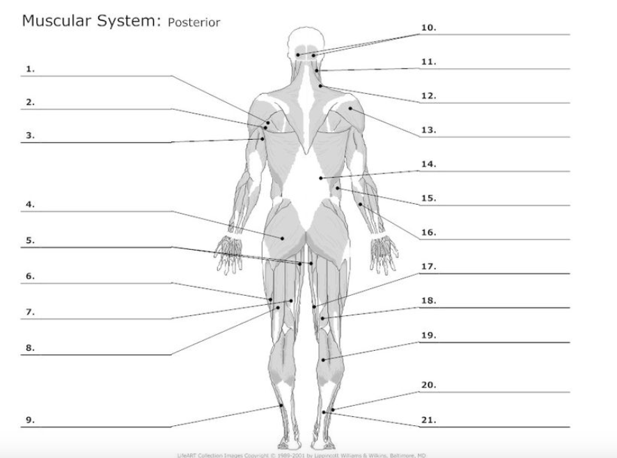 Muscular System: Posterior
10.
11.
1.
12.
2.
13.
3.
14.
15.
4.
16.
5.
17.
6.
18.
7.
19.
8.
20.
9.
21.
UfeART Collection Images Cooyright 1989-2001 by Lippincott Wliams & Wik
Beltimore, MD
